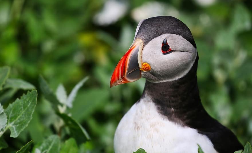 A puffin in Unst