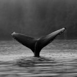 GMX Soars 20% Amid Crypto Whale Frenzy, ‘Turbo Mode’ Back?