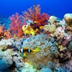 Google looks to AI to help save the coral reefs