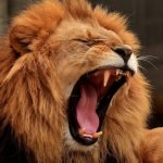 ROAR Explodes Over 300% After Kitty's GME Move